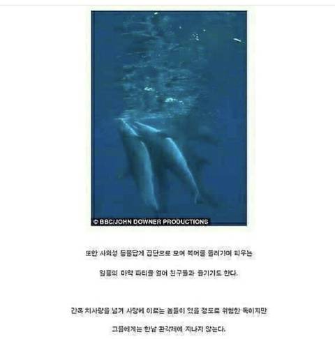 돌고래들이 마약하는 법 | 인스티즈