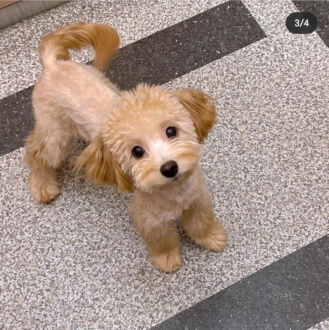 가스검침원이 마음대로 강아지 데리고 나갔다가 강아지 잃어버림 (강서구) | 인스티즈