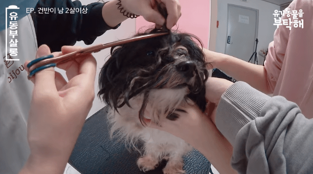 강쥐 건반이의 미용 전/후.jpg | 인스티즈