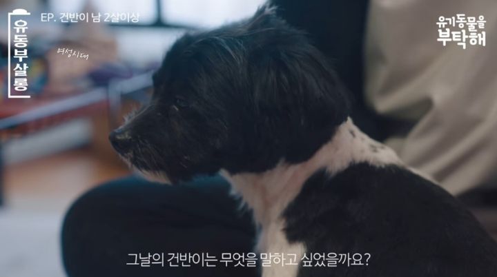 강쥐 건반이의 미용 전/후.jpg | 인스티즈