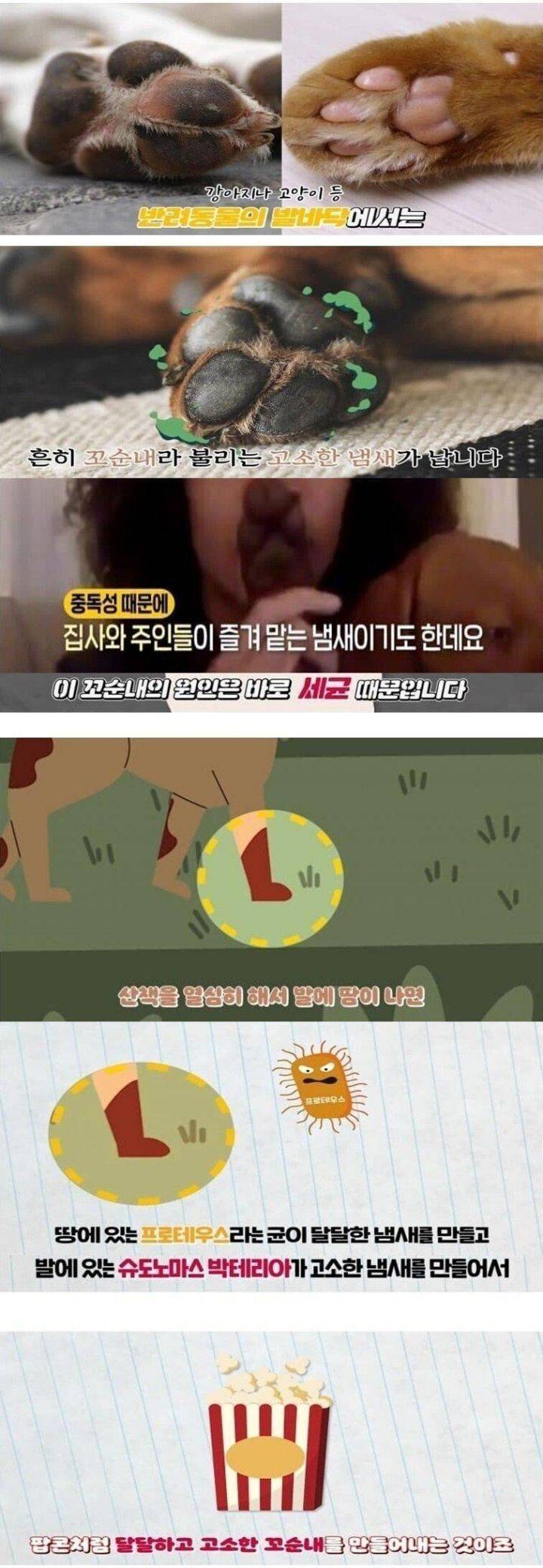 강아지 발에서 꼬순내가 나는 이유 | 인스티즈
