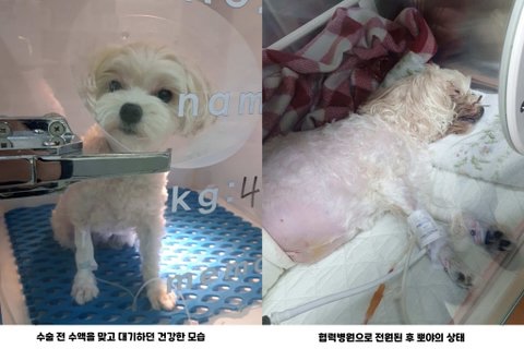 건강했던 2살 강아지를 죽이고 법대로 하자는 수의사 (청원 있음) | 인스티즈