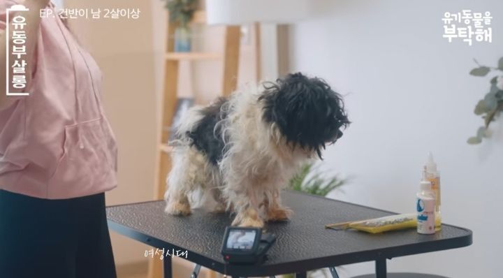 강쥐 건반이의 미용 전/후.jpg | 인스티즈