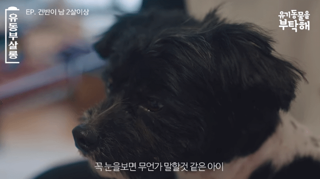 강쥐 건반이의 미용 전/후.jpg | 인스티즈