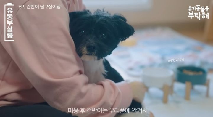 강쥐 건반이의 미용 전/후.jpg | 인스티즈