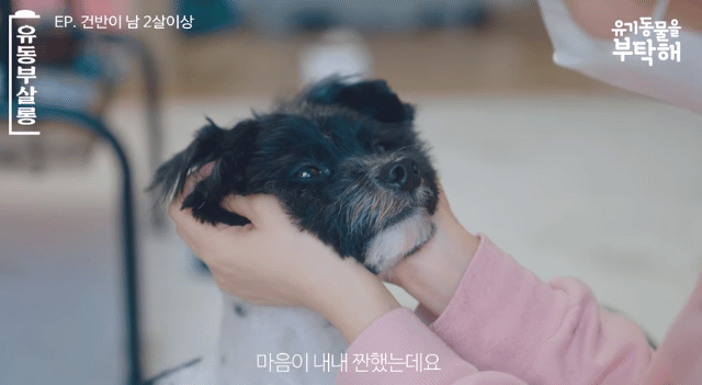 강쥐 건반이의 미용 전/후.jpg | 인스티즈