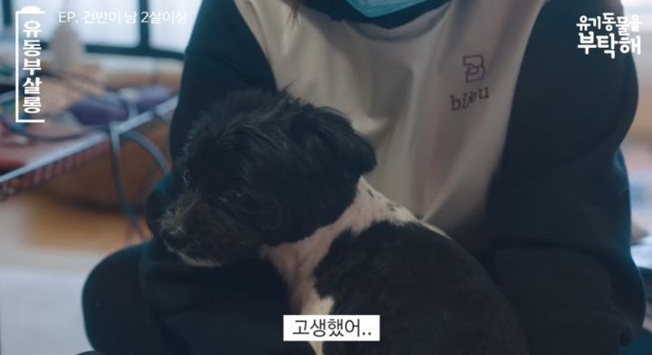 강쥐 건반이의 미용 전/후.jpg | 인스티즈