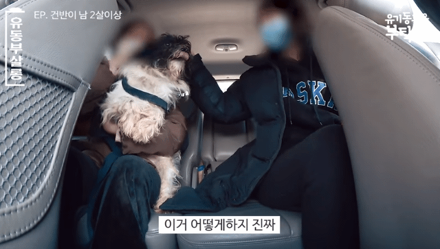 강쥐 건반이의 미용 전/후.jpg | 인스티즈