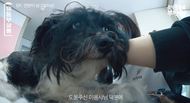 강쥐 건반이의 미용 전/후.jpg | 인스티즈