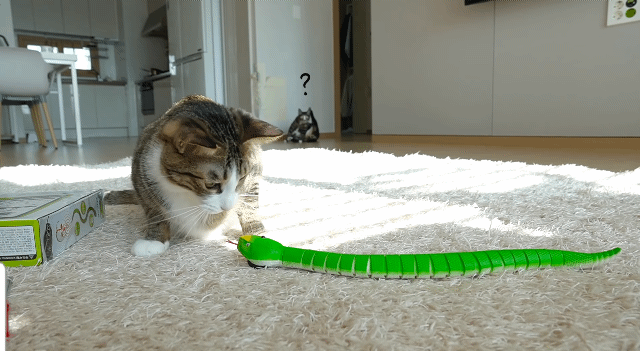 고양이 놀아주기 | 인스티즈