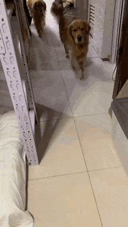 고양이에게 단체사진 예의범절을 가르치는 댕댕이.gif | 인스티즈