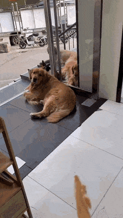 고양이에게 단체사진 예의범절을 가르치는 댕댕이.gif | 인스티즈