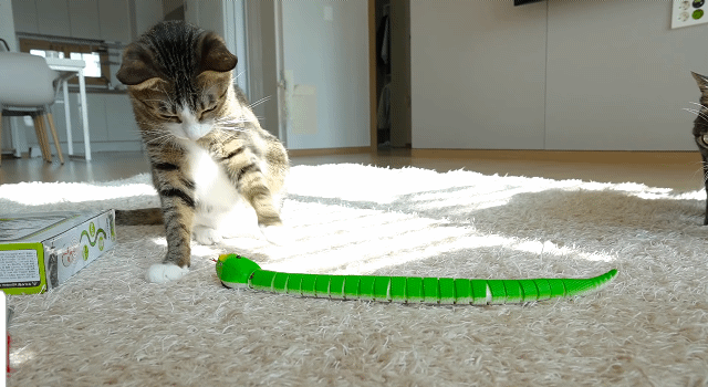 고양이 놀아주기 | 인스티즈