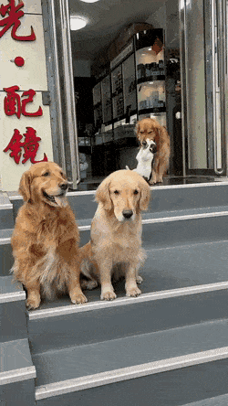 고양이에게 단체사진 예의범절을 가르치는 댕댕이.gif | 인스티즈