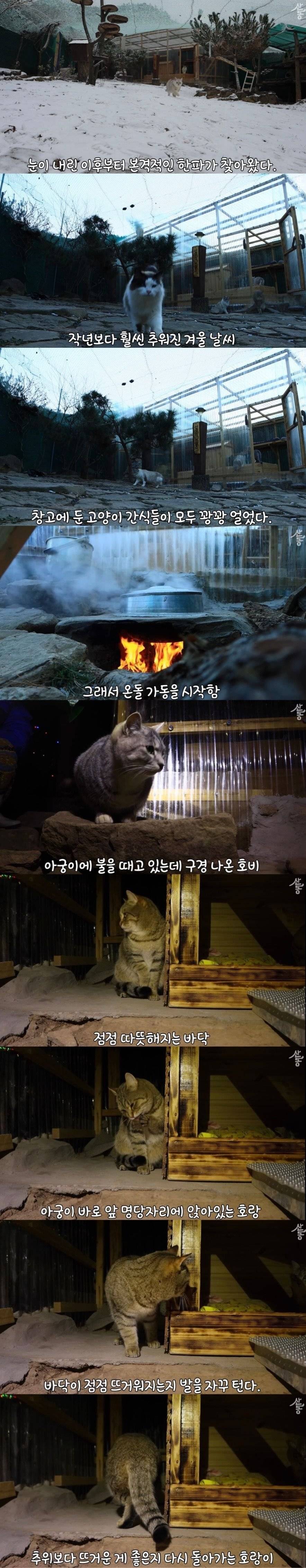 온돌 지지는 K-고양이 | 인스티즈