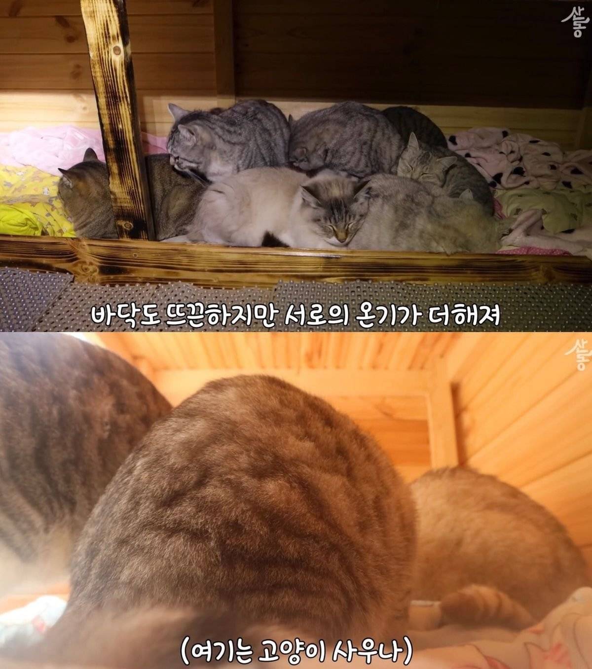 온돌 지지는 K-고양이 | 인스티즈