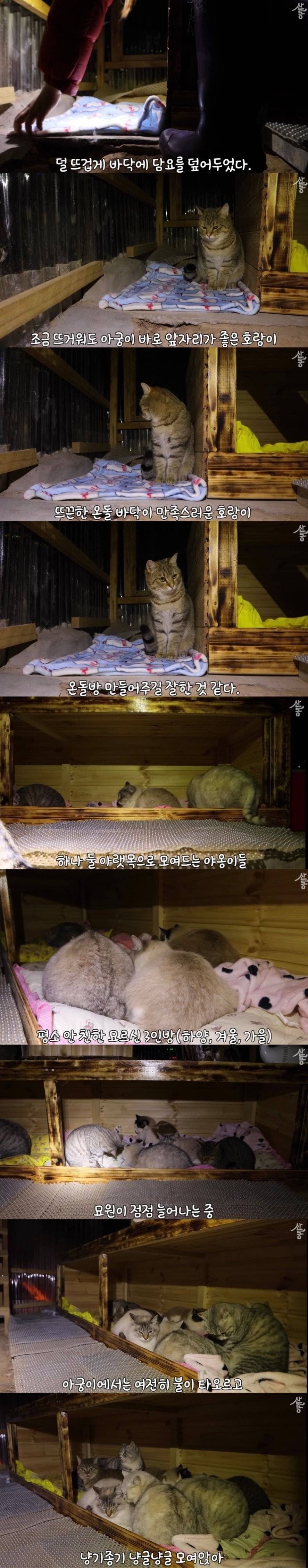 온돌 지지는 K-고양이 | 인스티즈