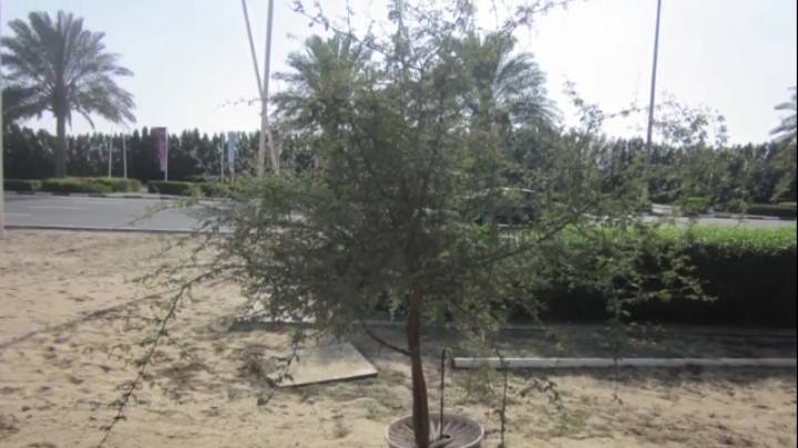 두바이 사막을 숲으로 바꾸고 있는 화분 | 인스티즈