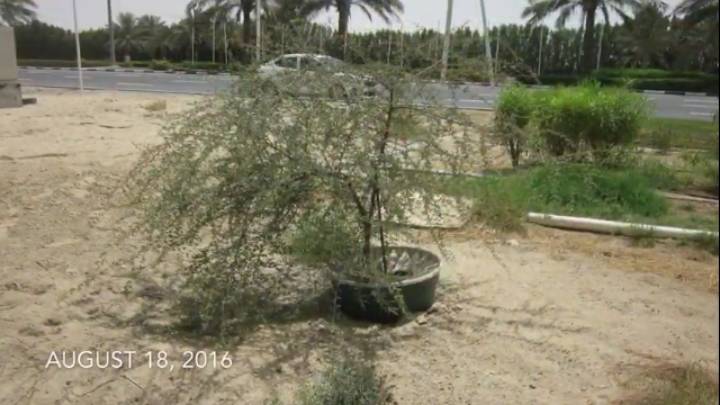 두바이 사막을 숲으로 바꾸고 있는 화분 | 인스티즈