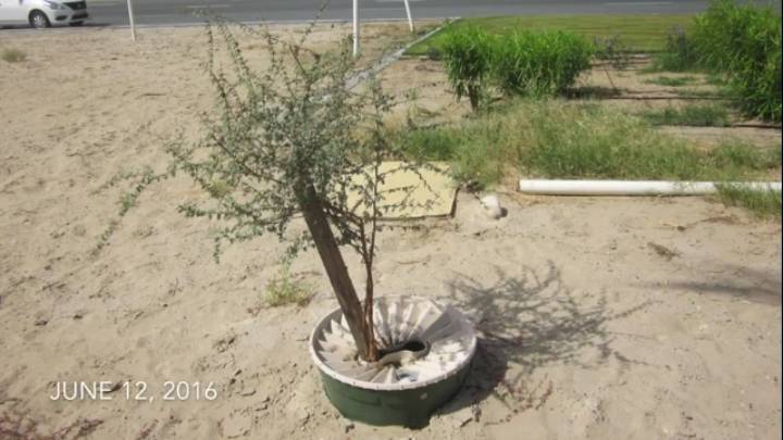 두바이 사막을 숲으로 바꾸고 있는 화분 | 인스티즈