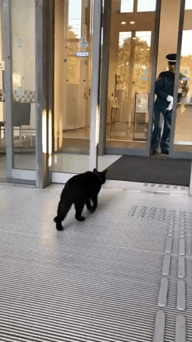 2년동안 미술관에 침입을 시도한 고양이.jpgif | 인스티즈