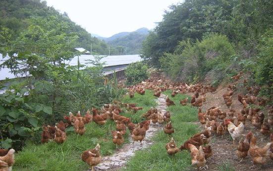 동물복지 계란을 낳는 닭들이 사는 환경 jpg | 인스티즈