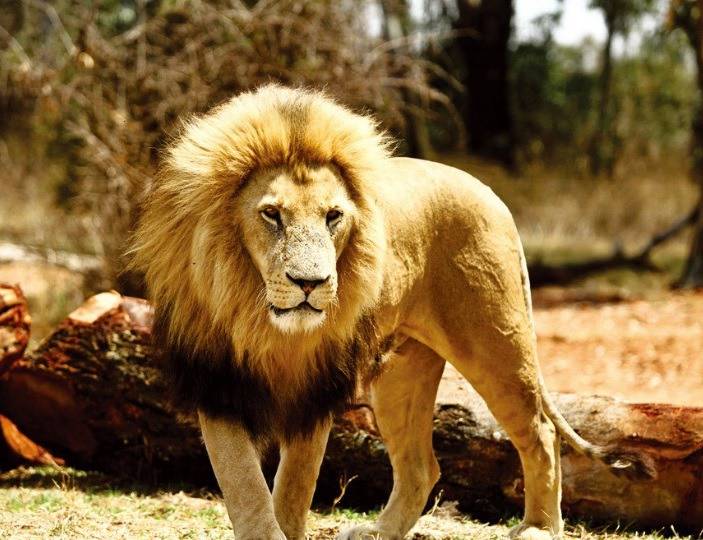 아프리카에서 가장 쌘 동물 .jpg | 인스티즈