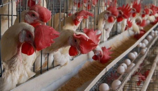 동물복지 계란을 낳는 닭들이 사는 환경 jpg | 인스티즈