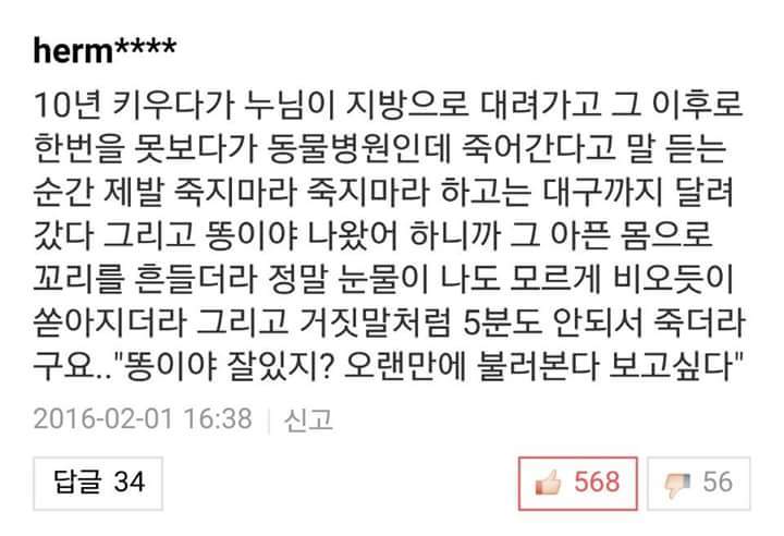 반려견들과 이별을 겪어본 사람들의 이야기 | 인스티즈