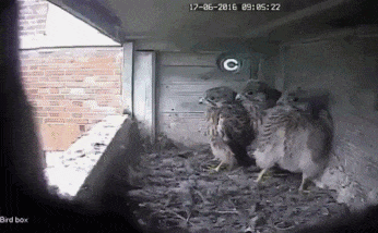 깜놀하는 새들.gif | 인스티즈