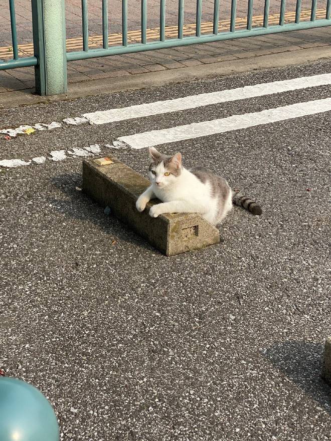 주차턱을 베개로 쓰는 고양이들.jpg | 인스티즈