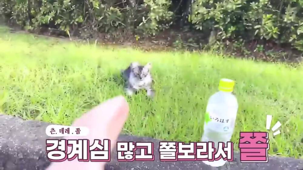 [스압주의] 일본인 캣맘 유튜버 1편 - 포크레인으로 마당 갈아엎음 | 인스티즈