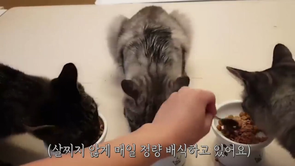 [스압주의] 일본인 캣맘 유튜버 2편 - 3천만원짜리 고양이 집 지음 | 인스티즈