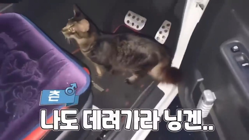 [스압주의] 일본인 캣맘 유튜버 1편 - 포크레인으로 마당 갈아엎음 | 인스티즈