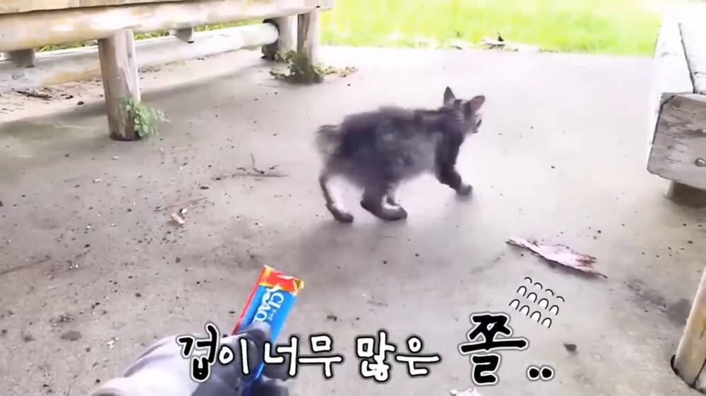 [스압주의] 일본인 캣맘 유튜버 1편 - 포크레인으로 마당 갈아엎음 | 인스티즈