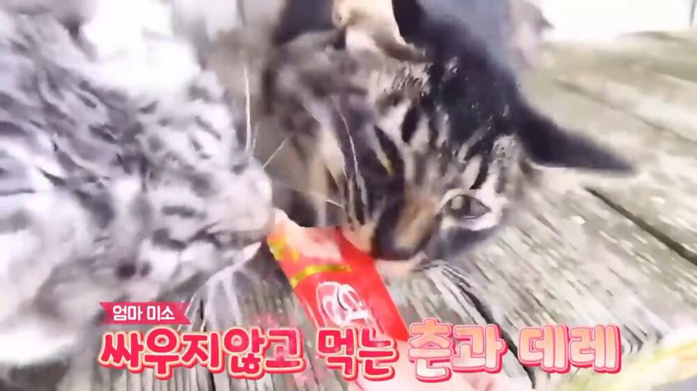 [스압주의] 일본인 캣맘 유튜버 1편 - 포크레인으로 마당 갈아엎음 | 인스티즈