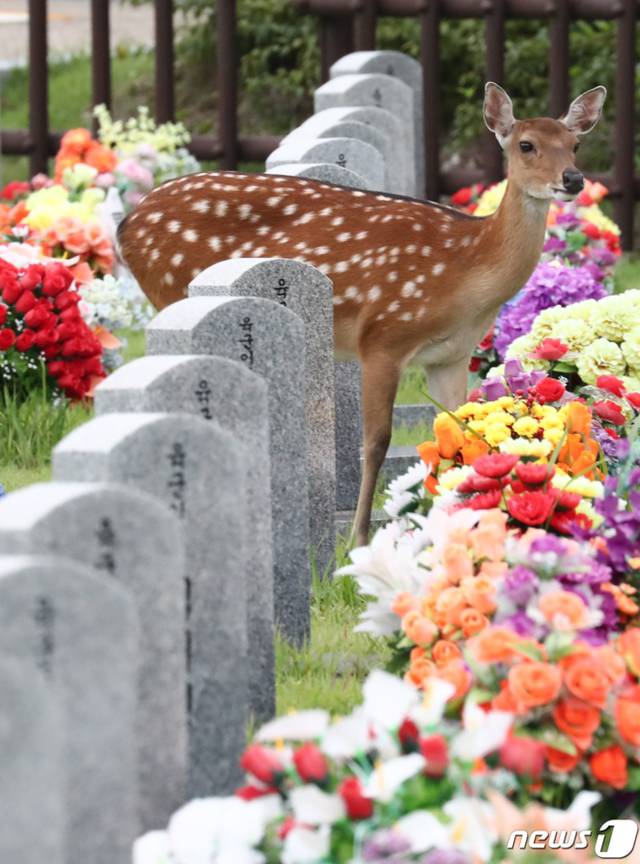 국립대전현충원 묘역 찾은 꽃사슴.jpg | 인스티즈