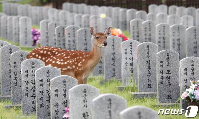 국립대전현충원 묘역 찾은 꽃사슴.jpg | 인스티즈