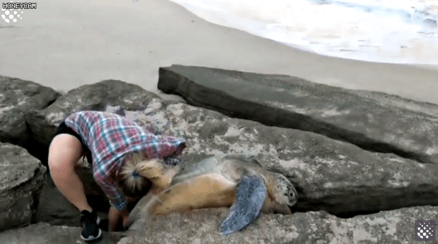 바위 틈에 빠진 바다 거북이를 구하는 커플🐢🐢🐢 | 인스티즈