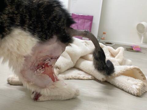 고양이 입양해 칼로 난도질한 후 길에 유기 (사진주의) | 인스티즈