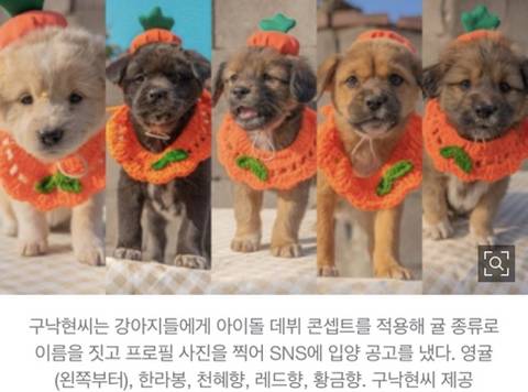 [가족] "국내 첫 강아지 아이돌 '탠져린즈', 데뷔시켜주세요" | 인스티즈