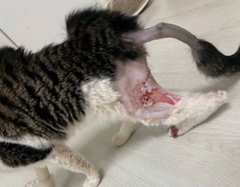 고양이 입양해 칼로 난도질한 후 길에 유기 (사진주의) | 인스티즈