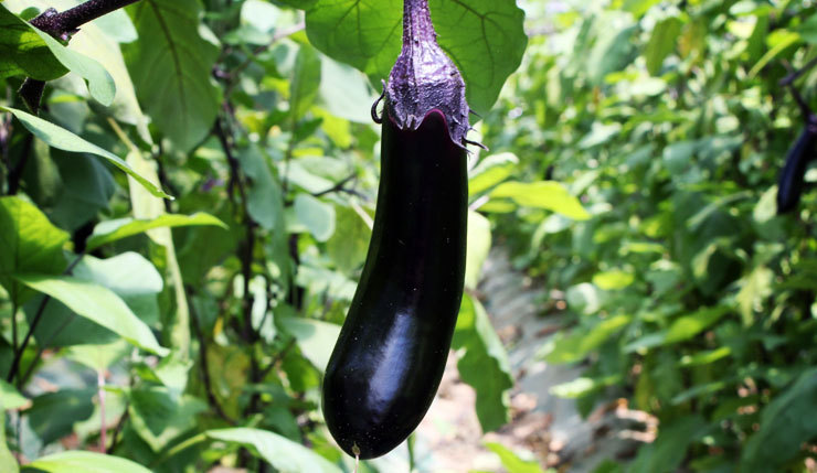 극 호불호 갈리는 채소 3가지.JPG | 인스티즈