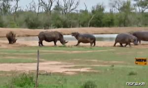 하마 vs 코뿔소 맞짱..gif | 인스티즈