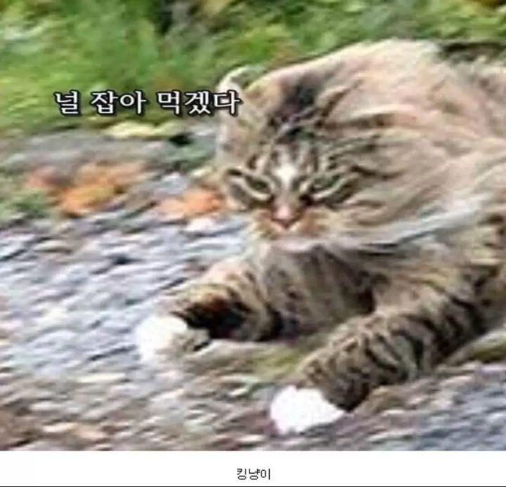 놀숲냥이를 노리는 여우 | 인스티즈