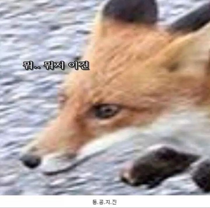 놀숲냥이를 노리는 여우 | 인스티즈