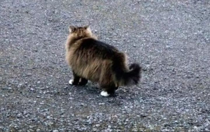 놀숲냥이를 노리는 여우 | 인스티즈