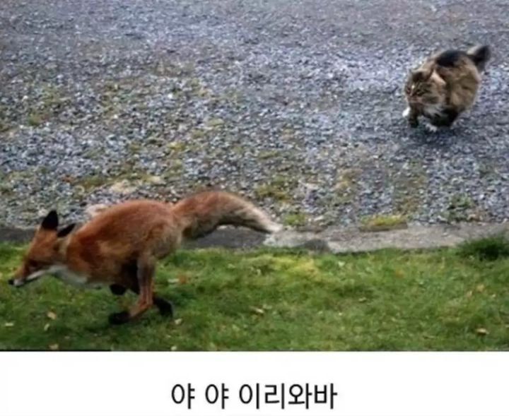 놀숲냥이를 노리는 여우 | 인스티즈