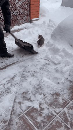 제설 방해하는 고양이 .gif | 인스티즈