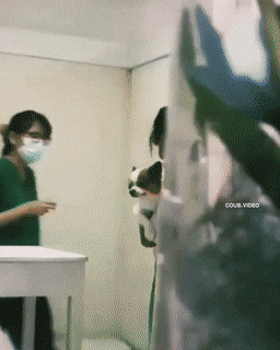 주사 맞기 싫은 댕댕이ㅠㅠ.gif | 인스티즈